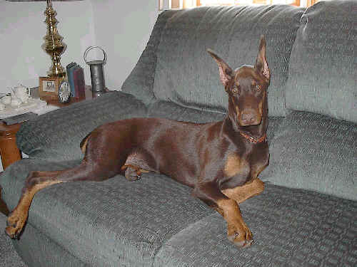 doberman red rust female