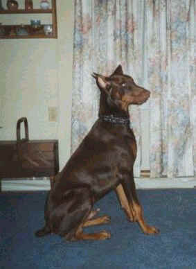 red doberman man