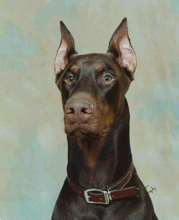 red doberman man