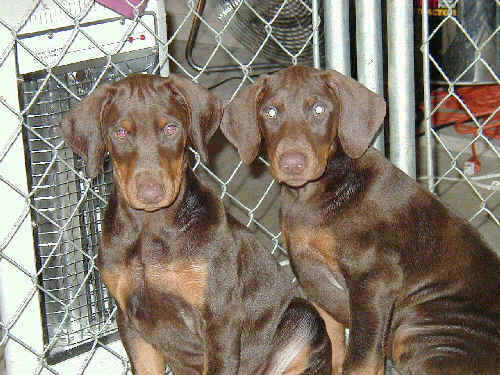 10 week old doberman puppies