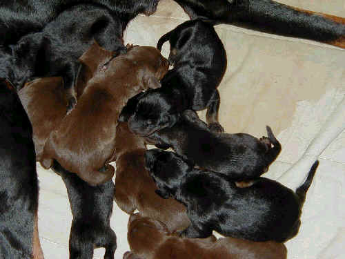 day old dobe pups