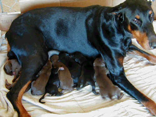 day old dobe pups