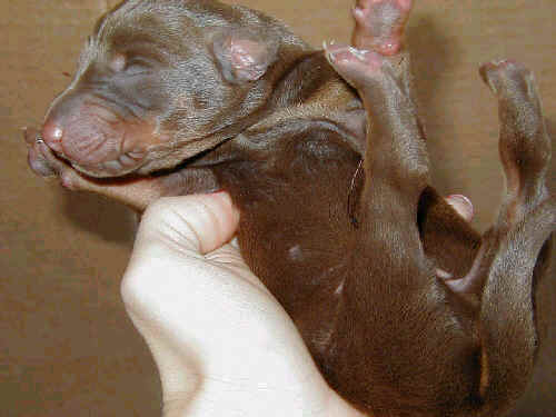 day old dobe pups