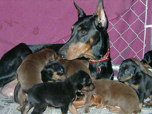 3 week old doberman pinscher puppies