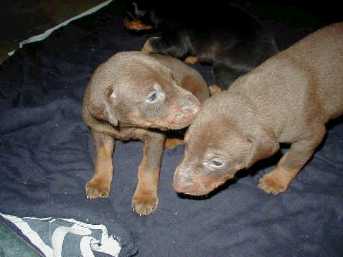 3 week old doberman pinscher puppies