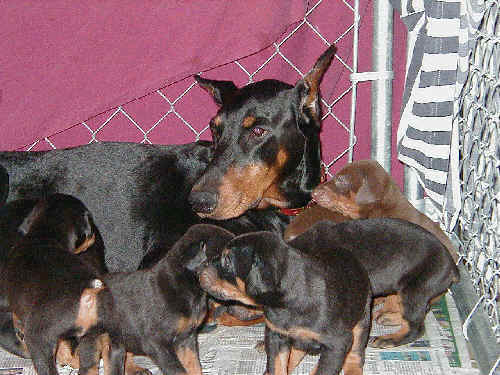 3 week old doberman pinscher puppies