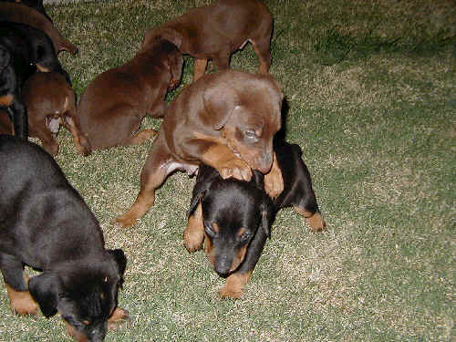 4 week old doberman puppies