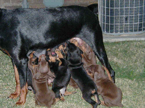 4 week old doberman puppies