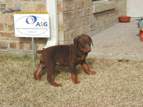 6 week old doberman puppy