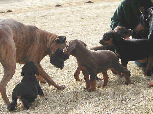 6 week old doberman puppy