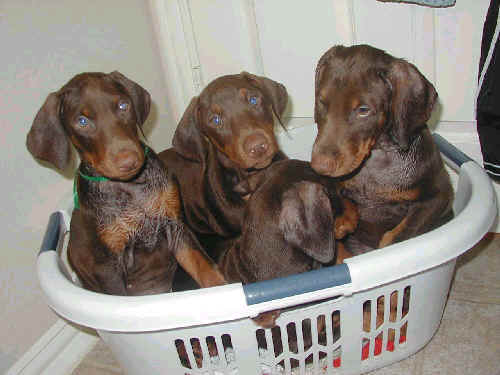 8 week old doberman puppies