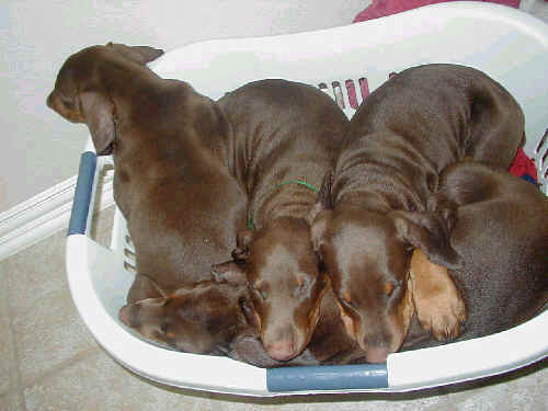 8 week old doberman puppies