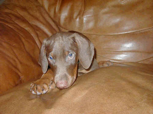 8 week old doberman puppies