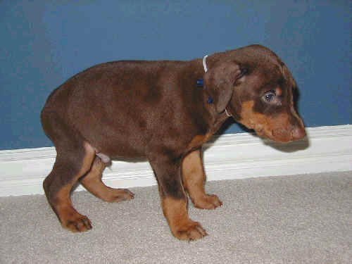 5 week old doberman puppy