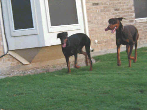 doberman female puppy