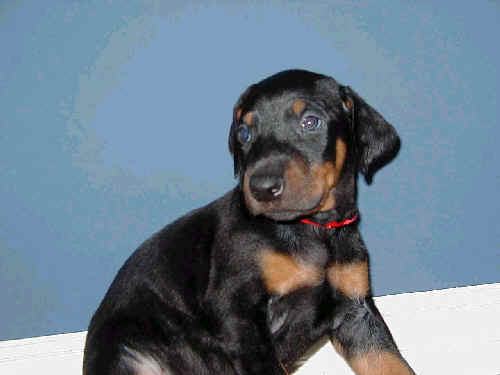 5 week old doberman puppy