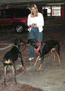 doberman females