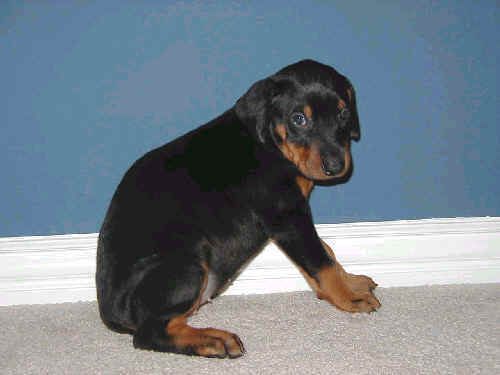 5 week old doberman puppy