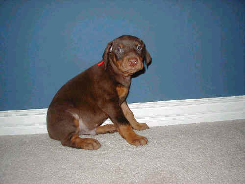 5 week old doberman puppy