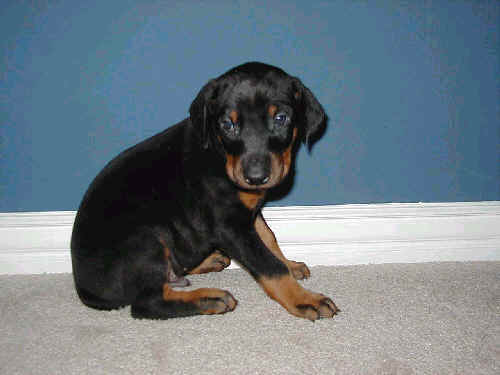 5 week old doberman puppy