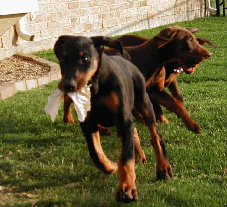 doberman puppy playing