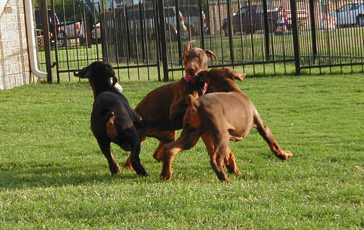 Doberman puppies at 10 weeks old