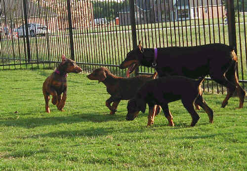 Doberman puppies at 10 weeks old