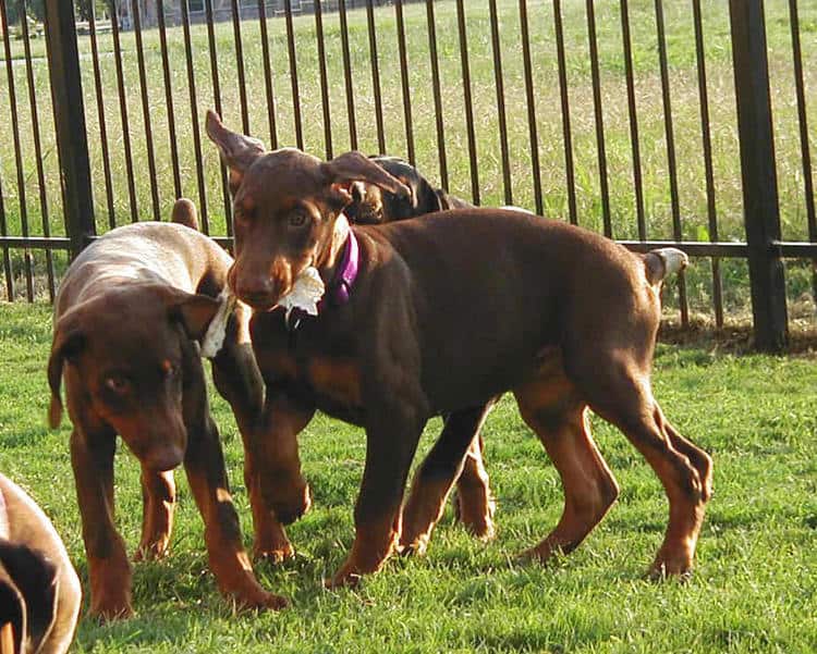 red rust female doberman puppy playing