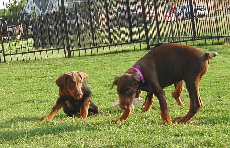 Doberman puppies at 10 weeks old