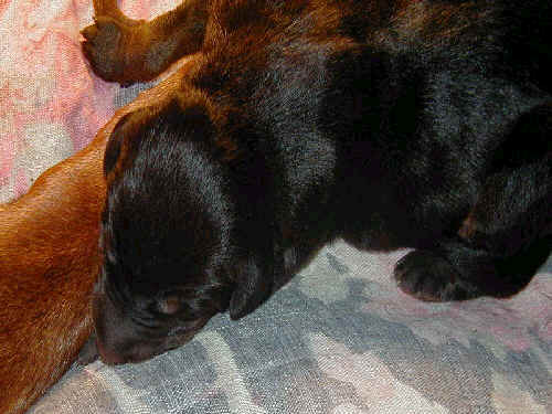 black rust and red rust doberman puppies one day old