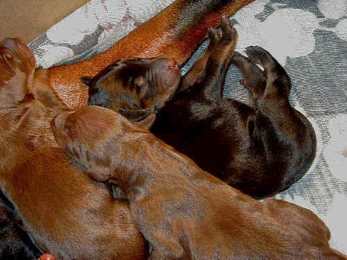 black rust and red rust doberman puppies one day old