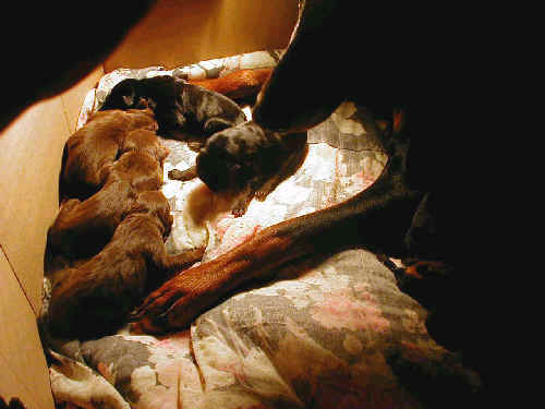 black rust and red rust doberman puppies one day old