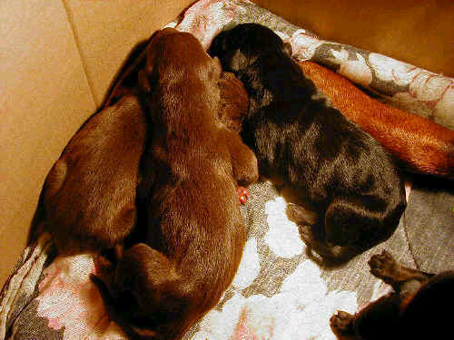 black rust and red rust doberman puppies one day old