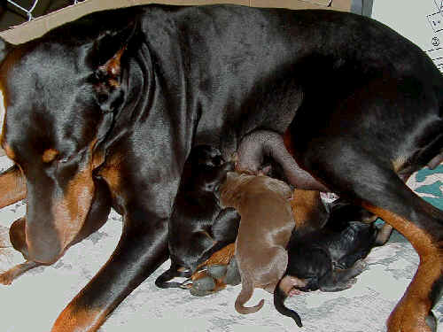 black rust and red rust doberman puppies one day old