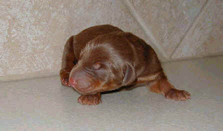 black rust and red rust doberman puppies one day old