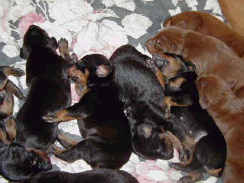 Doberman puppies at 1 week old