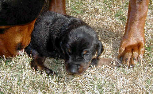 Doberman puppies at 2 weeks old