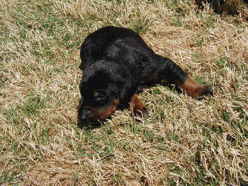 Doberman puppies at 2 weeks old