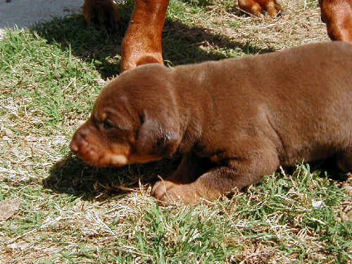 Doberman puppies at 2 weeks old