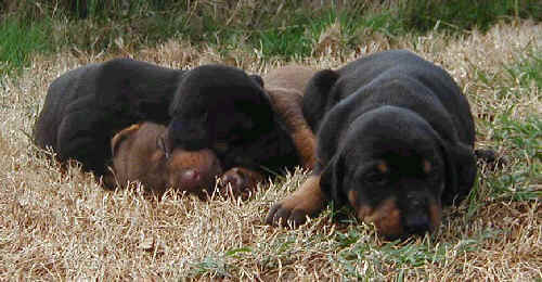 Doberman puppies at 2 weeks old