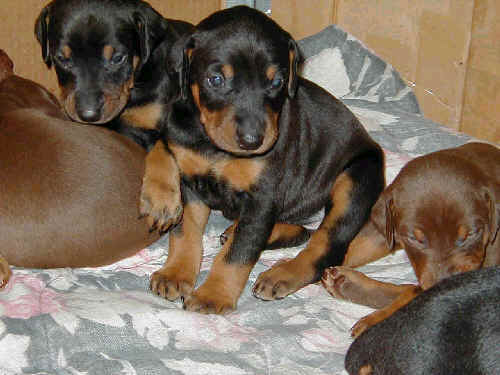 Doberman puppies at 3 weeks old