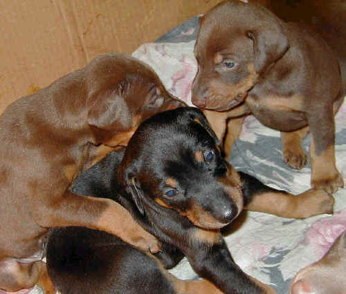 Doberman puppies at 3 weeks old