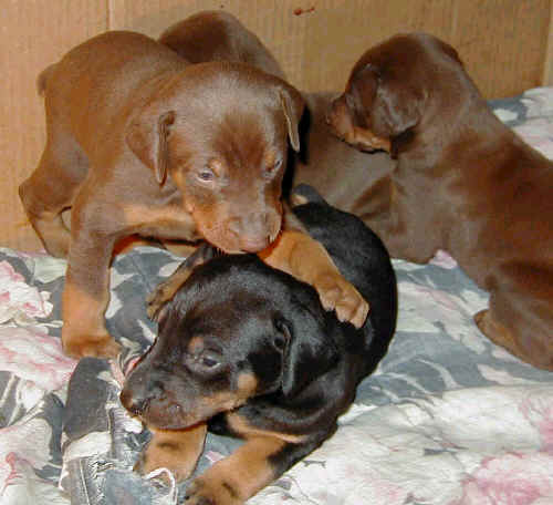 Doberman puppies at 3 weeks old