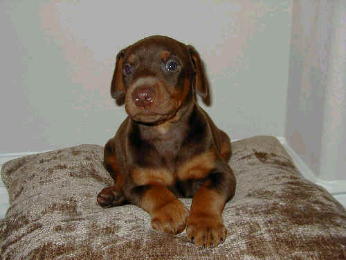 Doberman puppies at 4 weeks old