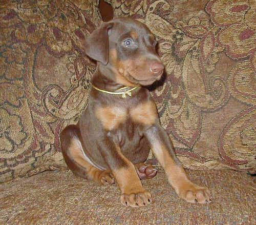 Doberman puppies at 5 weeks old