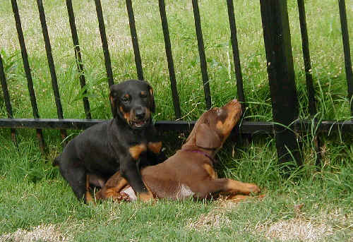 Doberman puppies at 6 weeks old