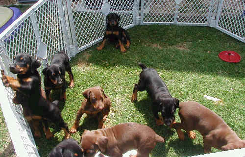 Doberman puppies at 6 weeks old