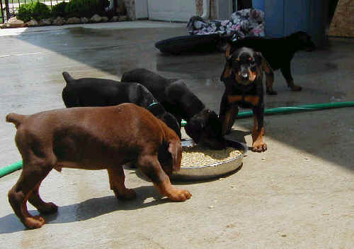 Doberman puppies at 6 weeks old