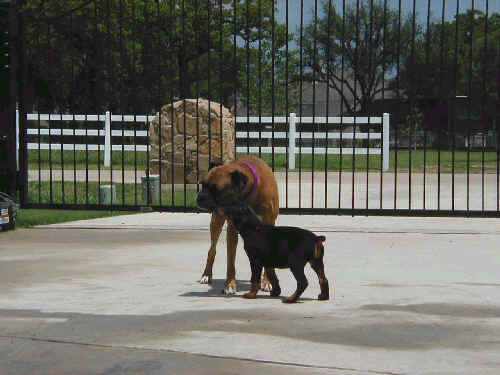 Doberman puppies at 6 weeks old