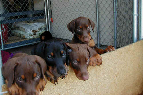 Doberman puppies at 7 weeks old